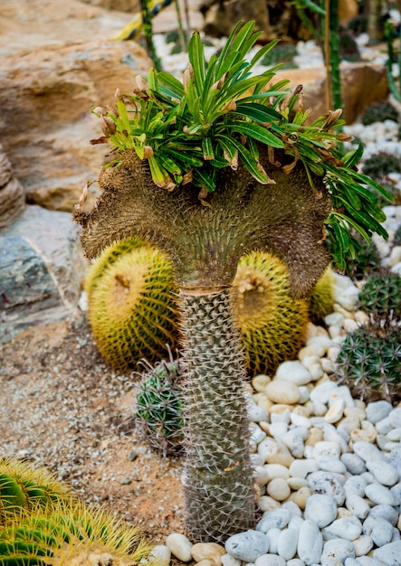 Colección hermosos cactus espinosos en el invernadero