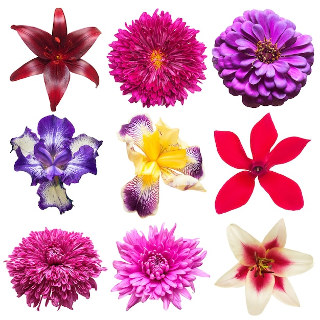 Foto colección de hermosos iris, ciclamen, lirios, gerberas, crisantemos y zinnias aislados sobre fondo blanco. flores de tarjeta. pascua de resurrección. conjunto de primavera. endecha plana, vista superior