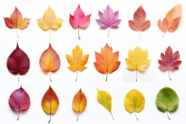 Colección de hojas de otoño aislada sobre fondo blanco