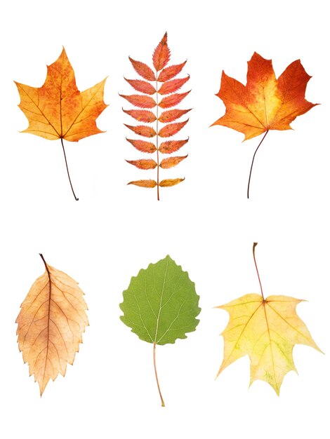 Colección de hojas de otoño aisladas sobre fondo blanco