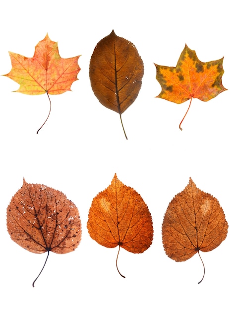 Colección de hojas de otoño aisladas sobre fondo blanco