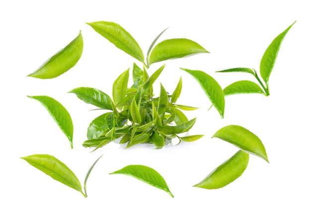 Colección de hojas de té verde aislado en superficie blanca