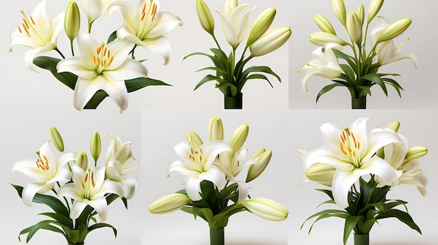 Colección Lily fondo blanco