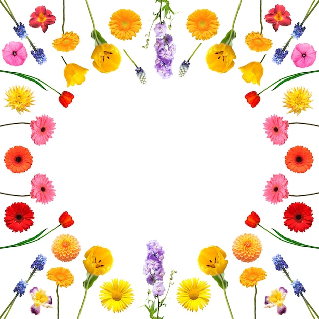 Colección de marcos de flores aisladas sobre fondo blanco Composición suave con tulpans gerbera iris dahlia daisy azucena muscari Lugar para texto y saludos Día de San Valentín Vista plana superior