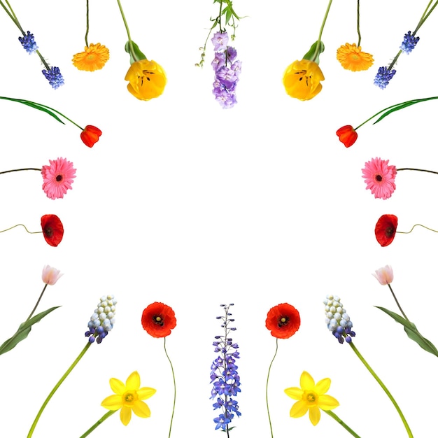 Colección de marcos de flores aisladas sobre fondo blanco Composición suave con tulpans gerbera manzanilla amapola muscari Lugar para texto y saludos Vista plana superior