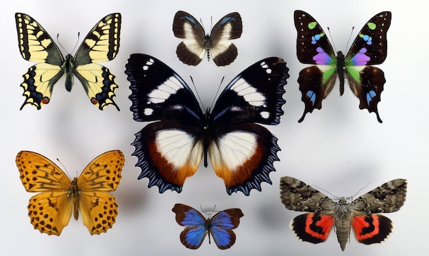 Colección de mariposas de colores brillantes aisladas sobre fondo blanco. Mariposas verdes azules rojas