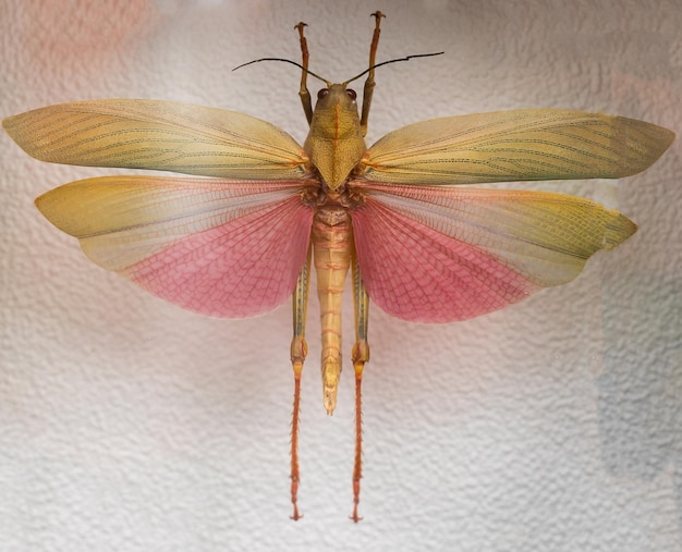 Colección de mariposas de herbario sobre un fondo blanco en el marco.