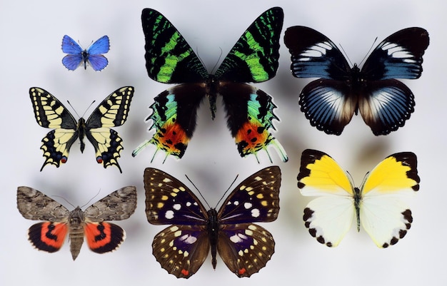 Foto colección de mariposas tropicales de diferentes colores, formas y especies. colección entomológica