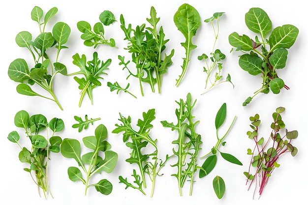 Colección de microgreenes verdes frescos sobre un fondo blanco