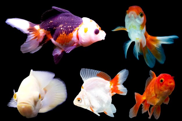 Foto colección de peces dorados en fondo negro