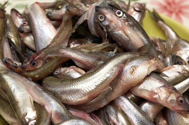 Colección de pescado fundido o europeo para la venta en el mercado