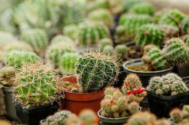 Colección de plantas de cactus en macetas Pequeña planta ornamental Enfoque selectivo topview tiro Patrón de planta de cactus Fondo natural Fondo de textura verde