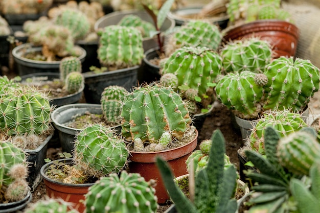 Colección de plantas de cactus en macetas