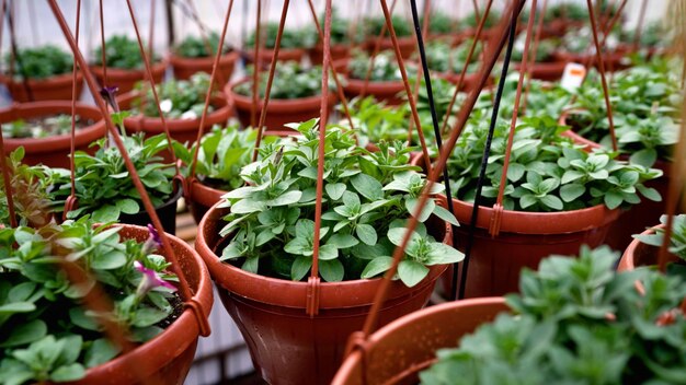 Una colección de plantas en macetas con un marco negro y una etiqueta blanca que dice "primavera".