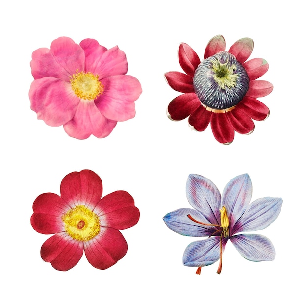 Colección de png transparente de rosas y lirios vintage