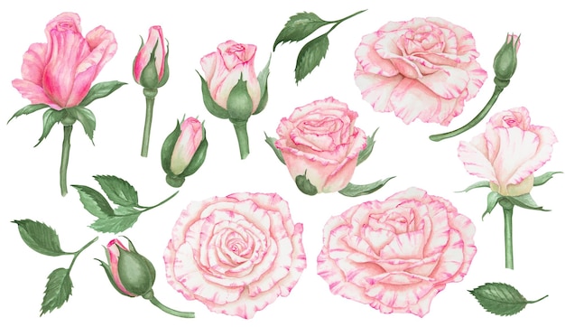 Colección de rosas de color rosa claro acuarela ilustraciones botánicas dibujadas a mano clipart cortado y