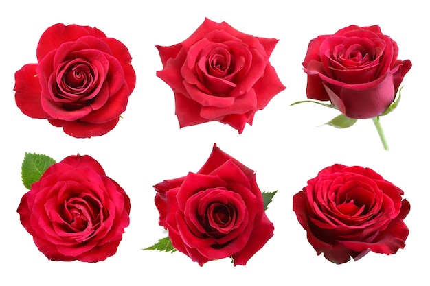 colección de rosas rojas aisladas sobre un fondo blanco