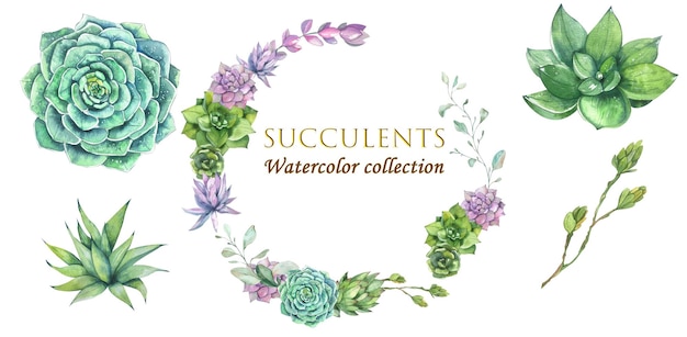 Colección de suculentas acuarela Ilustración verde lila azul flores marco corona elemento de diseño para postales invitaciones carteles embalajes blogs sitios web