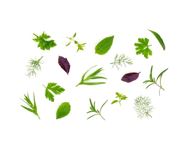 Colección de varias hierbas frescas aisladas sobre fondo blanco Hierbas naturales para medicina o cocina