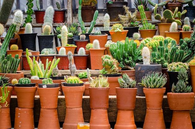 Colección de varias plantas de cactus en diferentes macetas.