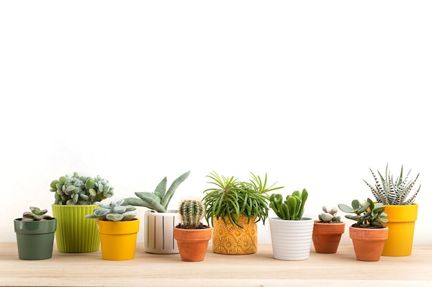 Colección de varias suculentas y plantas en macetas de colores. Cactus en macetas y plantas de interior contra la pared de luz. El elegante jardín interior de la casa