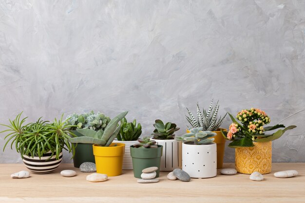 Colección de varias suculentas y plantas en macetas de colores. Cactus en macetas y plantas de interior contra la pared de luz. El elegante jardín interior de la casa