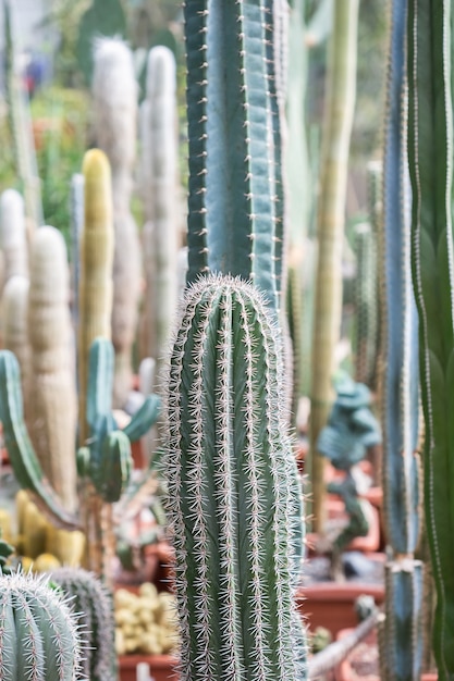 Colección de varios cactus tropicales y plantas suculentas en diferentes macetas. Cactus en macetas en el jardín de invernadero