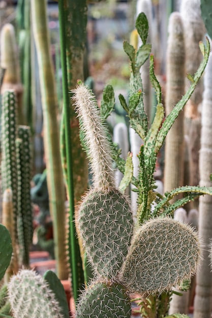 Colección de varios cactus tropicales y plantas suculentas en diferentes macetas. Cactus en macetas en el jardín de invernadero