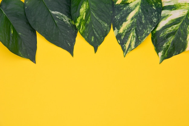 Foto colección de vista superior diferente patrón de hojas de pothos doradas sobre fondo amarillo