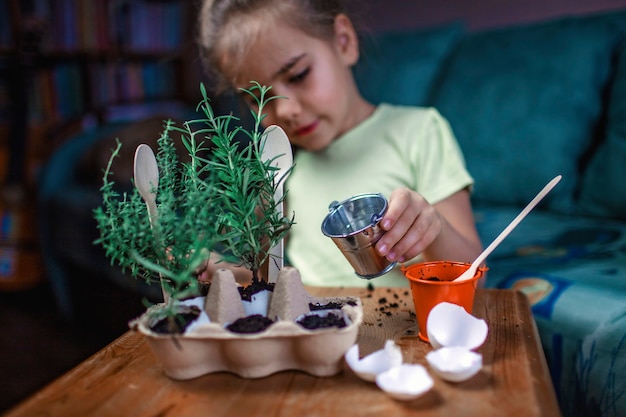 Colegiala bonita cultivando hierbas de cocina en la cáscara de huevo, romero y tomillo, concepto de jardinería de desperdicio cero, invernadero y estilo de vida saludable