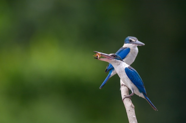 Foto coleira kingfisher; cloris de todiramphus