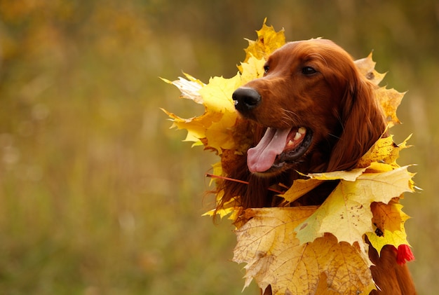 Coleira para cão