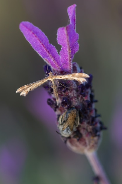 Coleophora alticolella es una polilla de la familia Coleophoridae