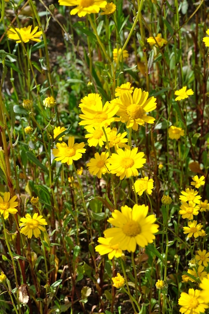 Coleostephus myconis em flor em Portugal