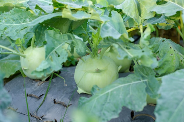 Coles de colinabo o nabo que crece en el jardín