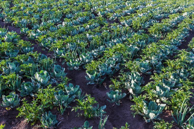 Las coles verdes, la cebolla y la patata en línea crecen en el campo