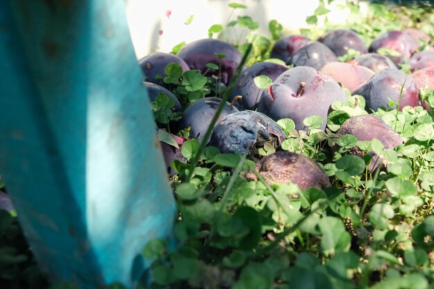 Coleta de ameixas com uma velha escada de madeira azul Ameixas podres no chão Agricultor colhendo ameixas em um jardim