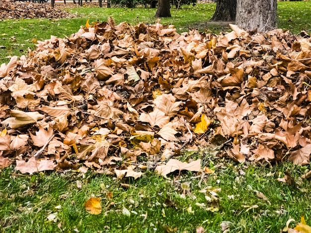 Coleta de pilhas de folhas secas de outono limpeza do território