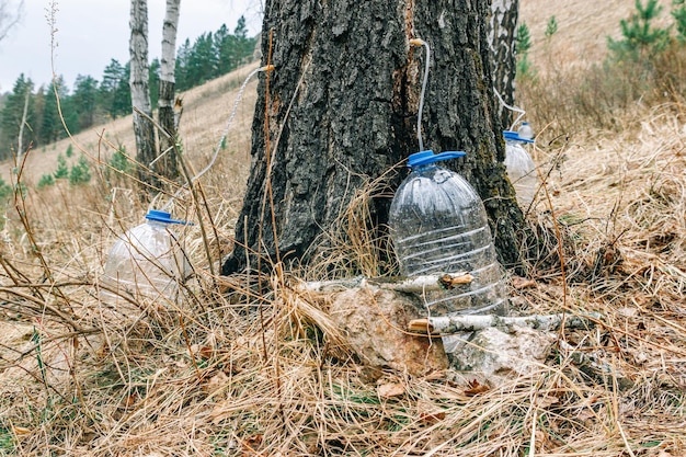 Coleta industrial de seiva de bétula na floresta da primavera A seiva de bétula flui para uma garrafa de plástico Suco colhendo uma tradição rural