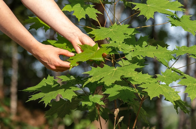 Coleta manual de folha de bordo verde para o herbário