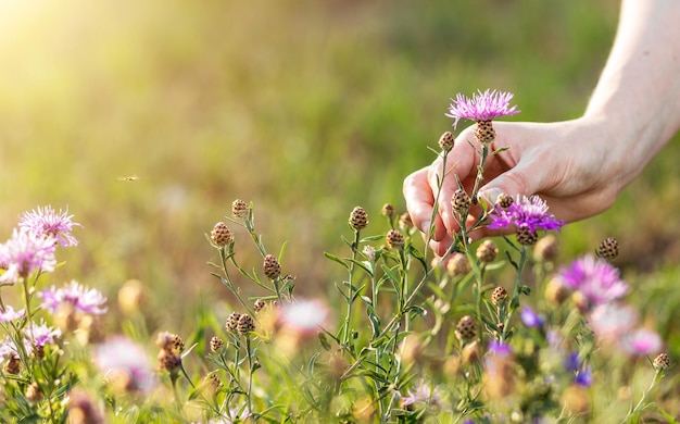 Coletando a colheita de flores do campo com a mão segurando um fundo de planta de prado florescente com espaço de cópia para texto