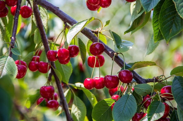 Foto coletando cerejas no jardim as caixas são cerejas vermelhas recém-colhidas