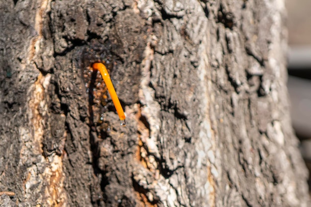 Coletando seiva de bétula em close-up O suco de bétula goteja através de um tubo especial