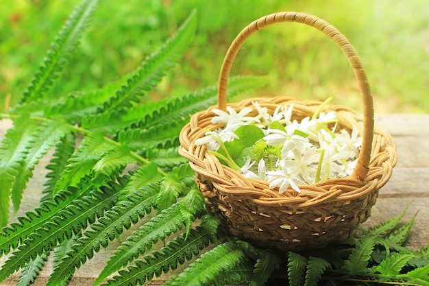 Colete jasmim da floresta e coloque-o em uma cesta com folhas de samambaia.