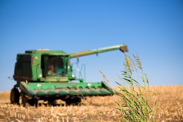 Coletor combinado em um campo de trigo em um dia de outono