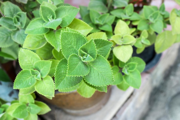 Coleus amboinicus en una olla