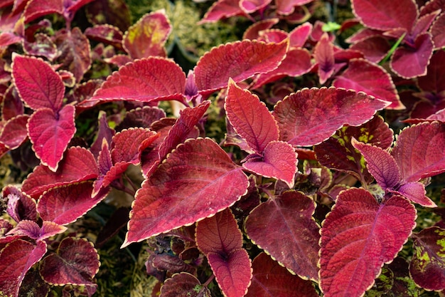 Foto coleus beefsteak planta invasiva perilla frutescens vermelho-púrpura folhas de erva shiso