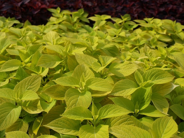 Coleus Brennnesselpflanze