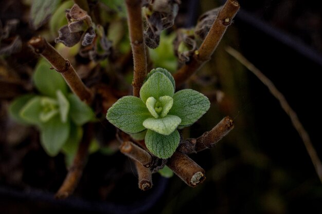 coleus canina