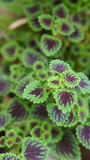 Coleus o miana planta deja primer plano